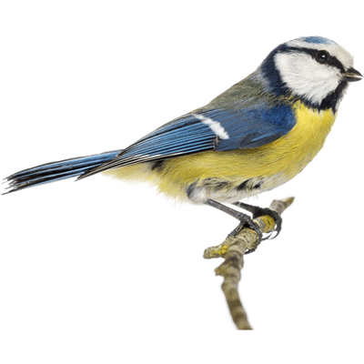 BlueTit_transparent - Advanced Wildlife Control, Inc.