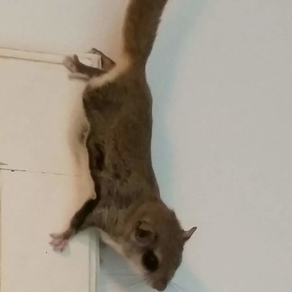 Flying squirrel in a bathroom