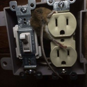 Expired mouse in outlet box