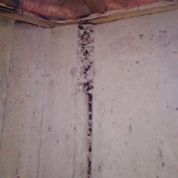 Mouse staining on a basement wall
