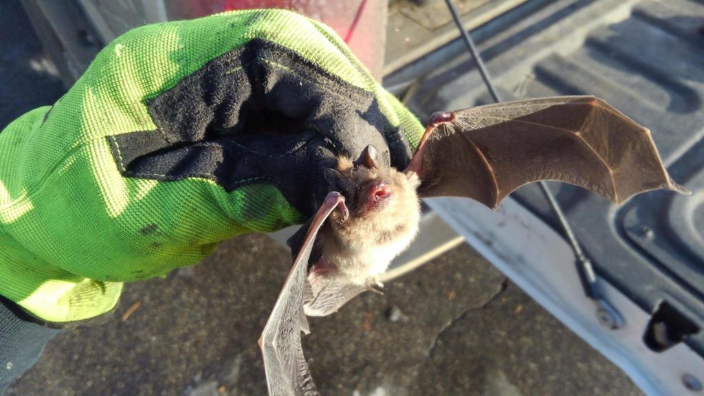 Bat Removal in Exeter, NH