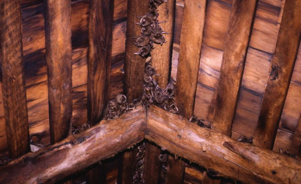 bats roosting in attic