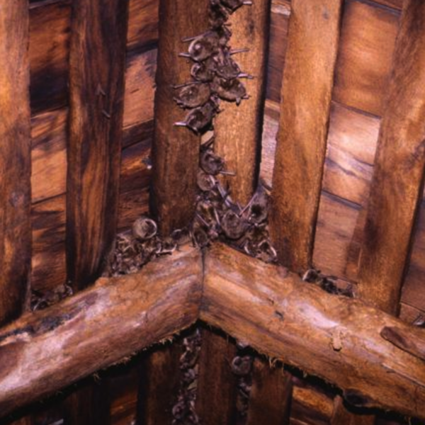 bats roosting in attic