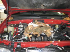 Squirrel nest on Engine