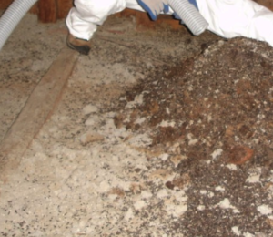 Bat dropping removal and cleanup