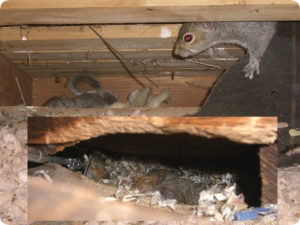 squirrels in attic chew damage