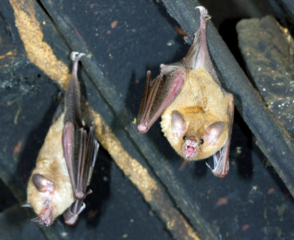 Bat Control & Prevention Service :- 24-hour Emergency Bat Removal.