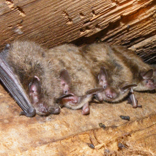 Brown bats