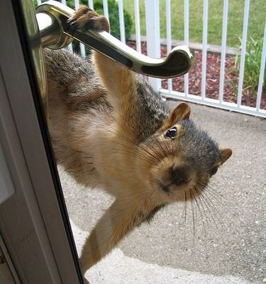 squirrel at door