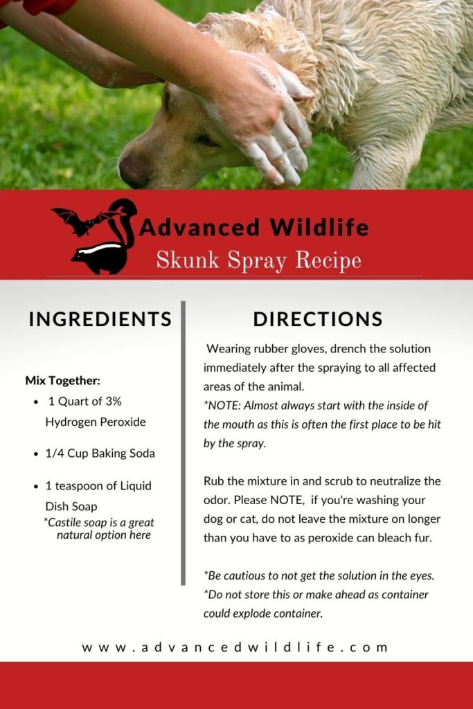 Skunk Trapping and Removal
